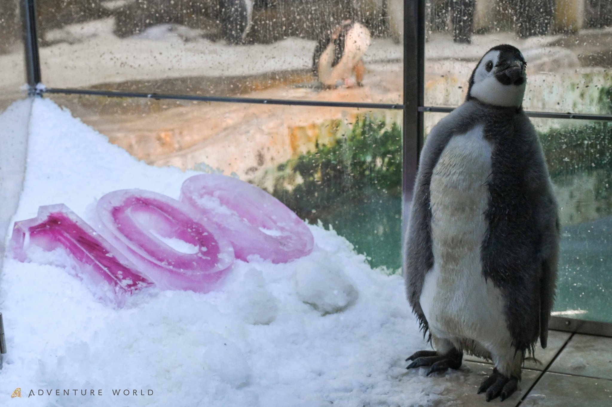 ピンク色の氷のそばに立つ「よよちゃん」
