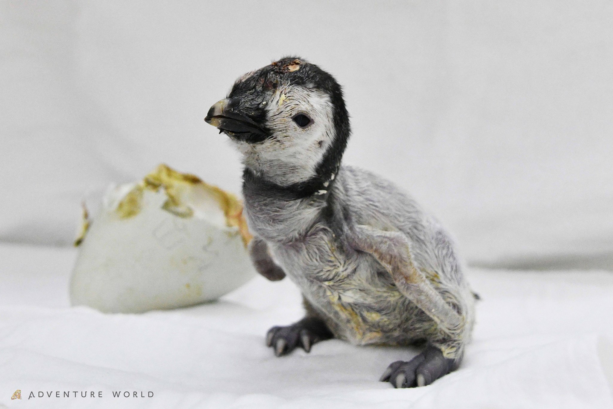 保育ケース内で卵の殻のそばに立つ誕生直後の「よよちゃん」