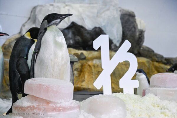 氷の「365」とコウテイペンギン