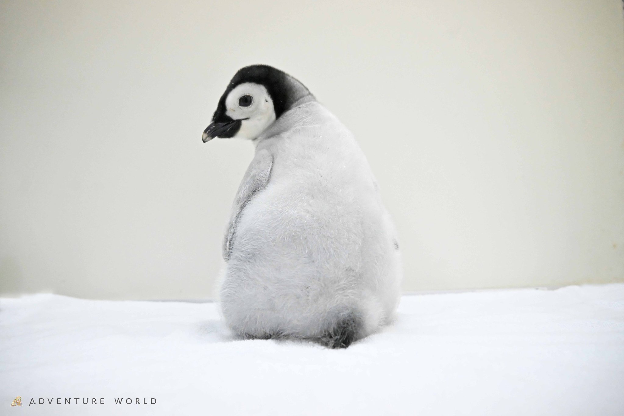 雪の上に座る綿毛姿の「よよちゃん」