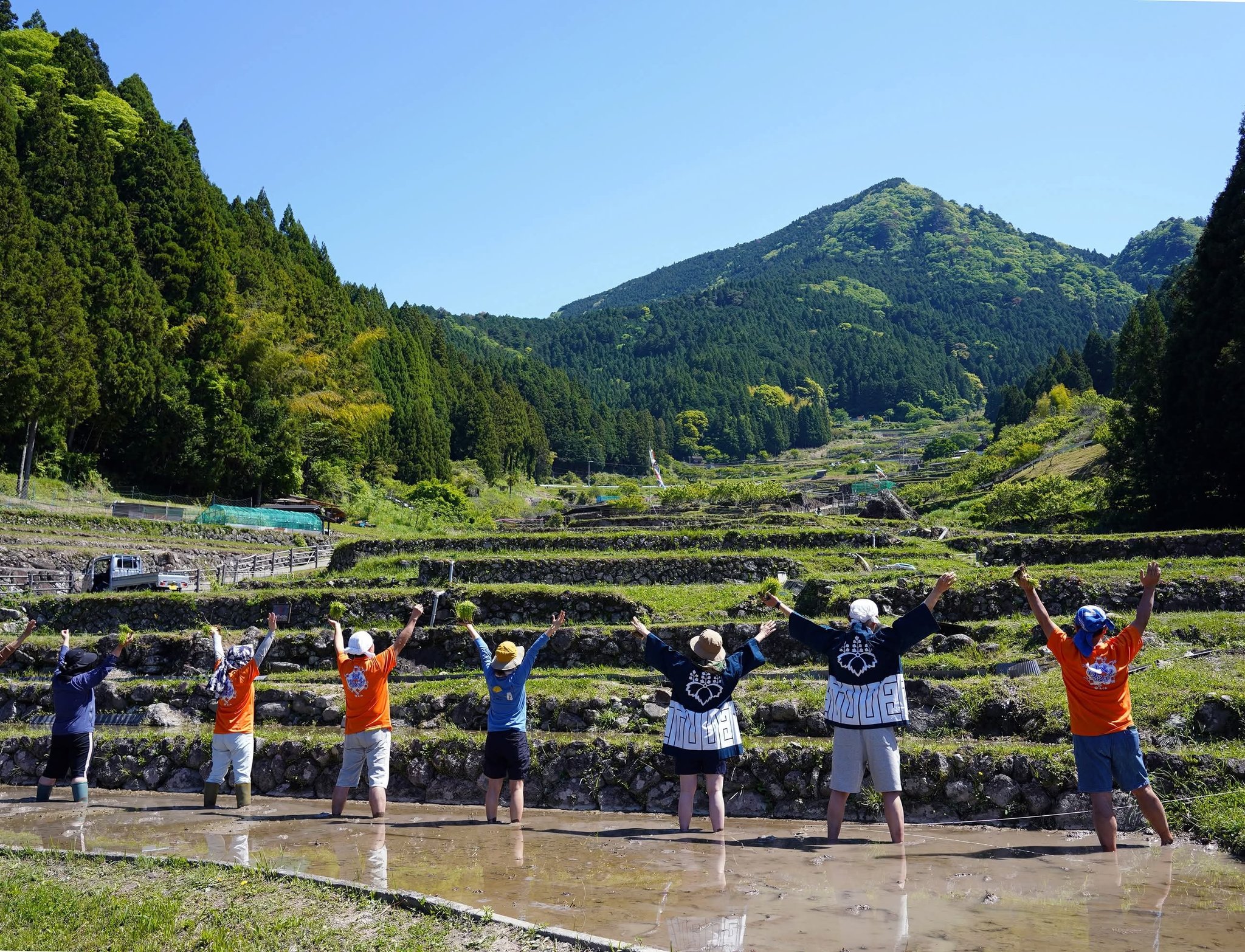 四谷の千枚田で田植えをするホテルスタッフ