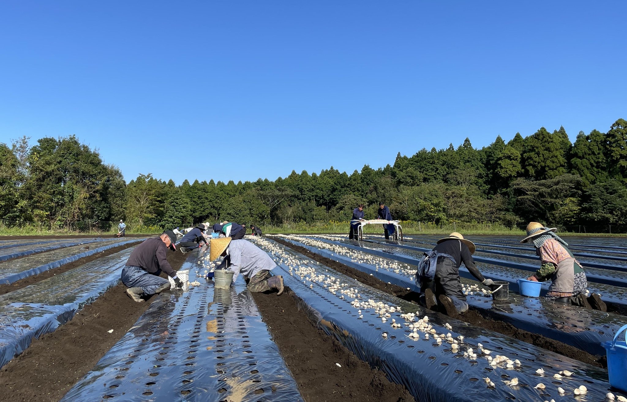 「本多荘輔の情熱にんにく畑」での手植え作業