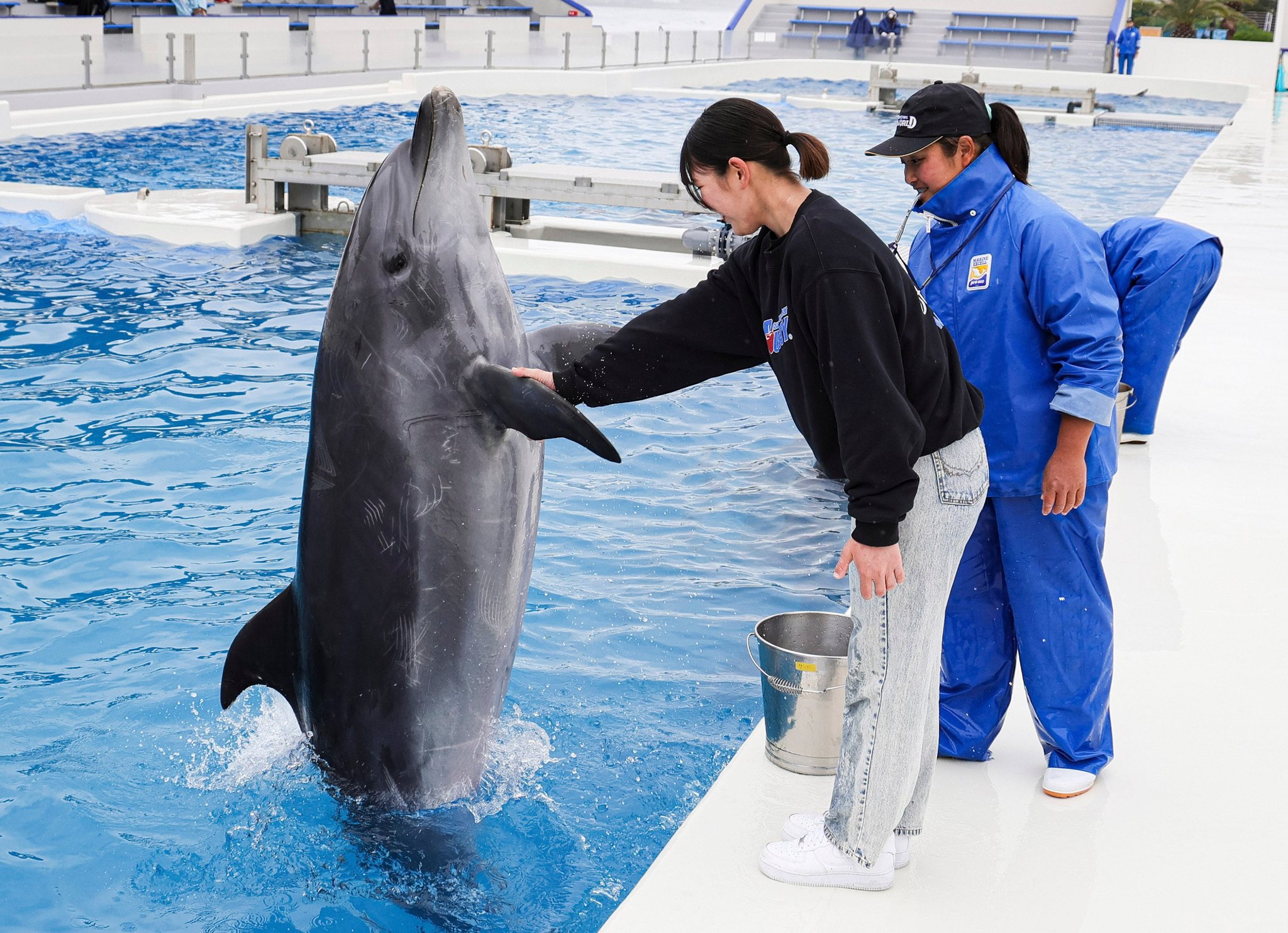 イルカにサインを出す飼育員と参加者