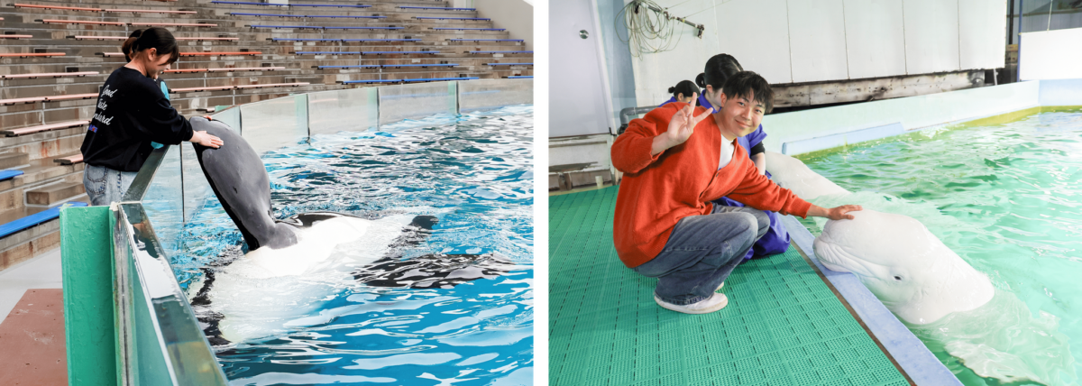 シャチとベルーガとのふれあい体験