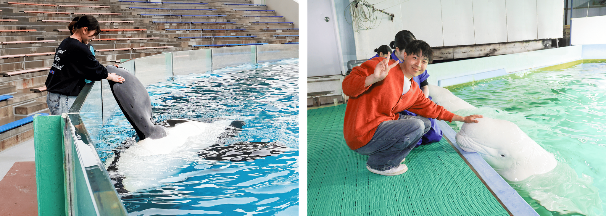 シャチとベルーガとのふれあい体験
