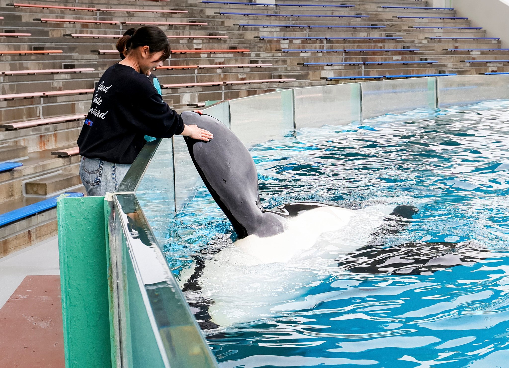 シャチとの握手体験で胸びれに触れる飼育員