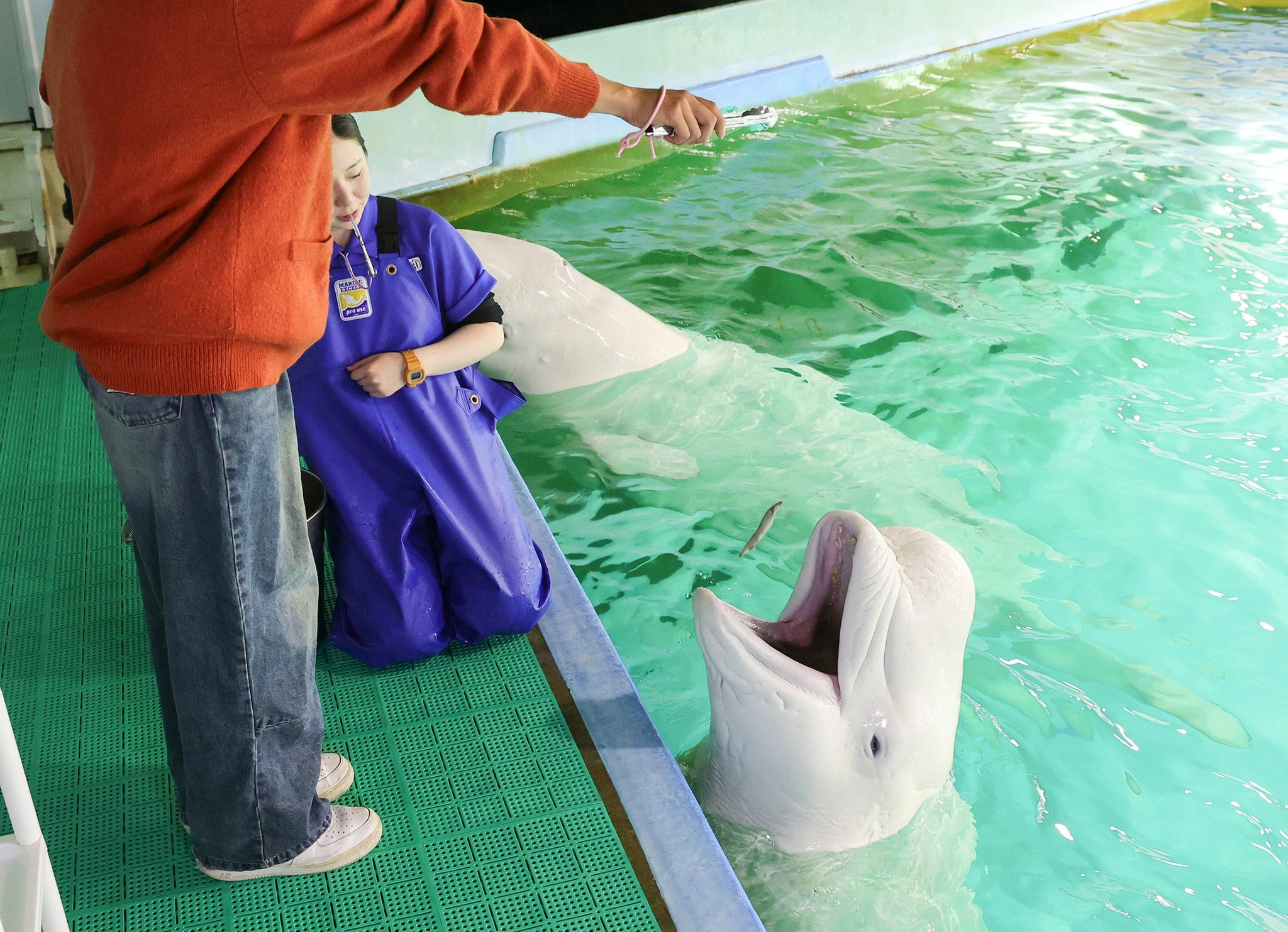 ベルーガに小魚を差し出す参加者