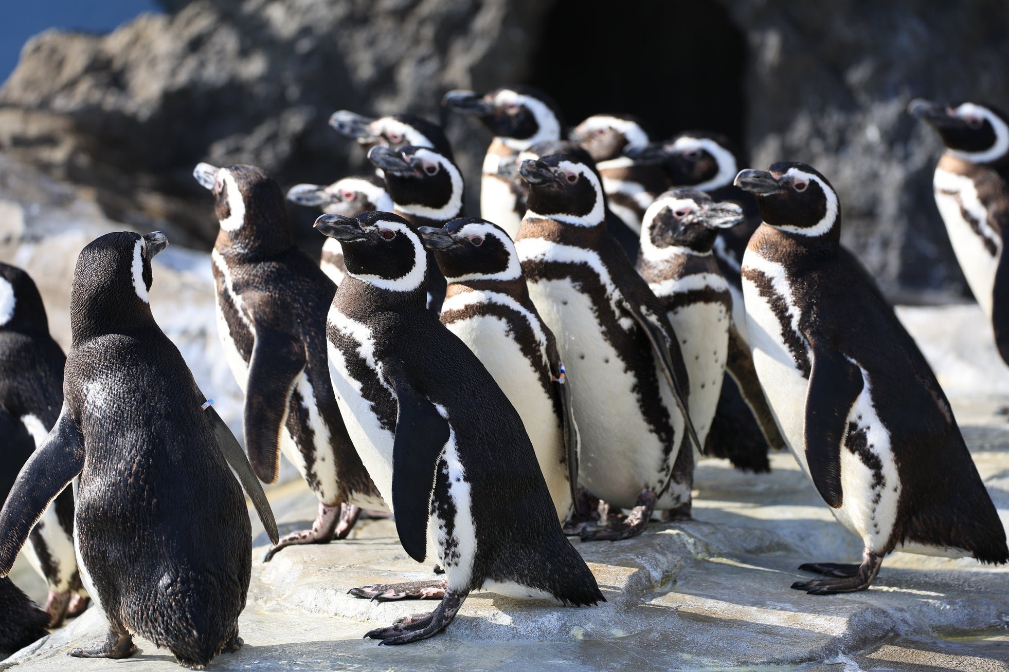 【グランビスタ ホテル＆リゾート】 【神戸須磨シーワールド】サメやイルカ、ペンギンなど水族館の生きものについて楽しく学べる！平日限定プログラム「生きものトークライブ」2026年9月16日（水）より開始 by PR TIMES