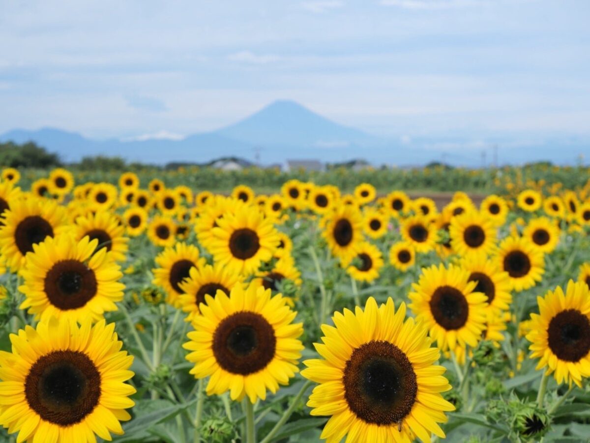 富士山を背景にしたひまわり畑（昼）