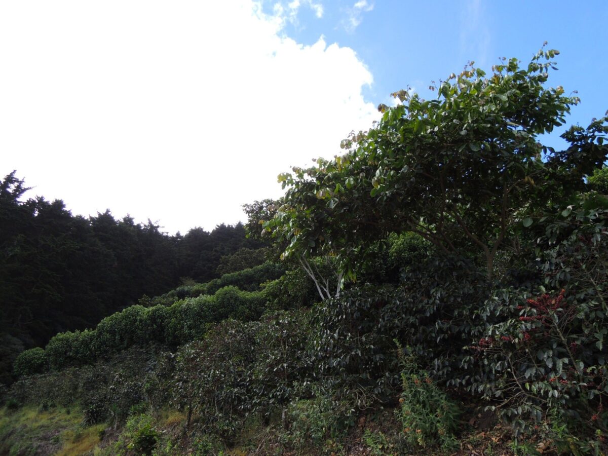 コーヒー農園の風景(コーヒーチェリー)