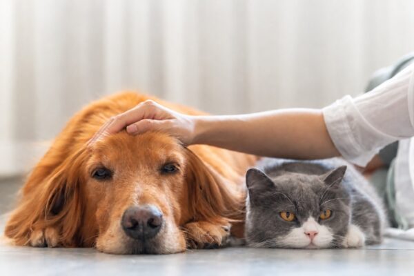 9月20日から26日は動物愛護週間