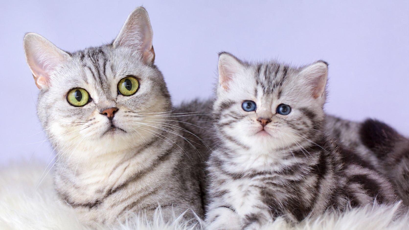 9月20日からは動物愛護週間。「うちの子との暮らし」を考える7日間に / 生活環境を改めて振り返る日