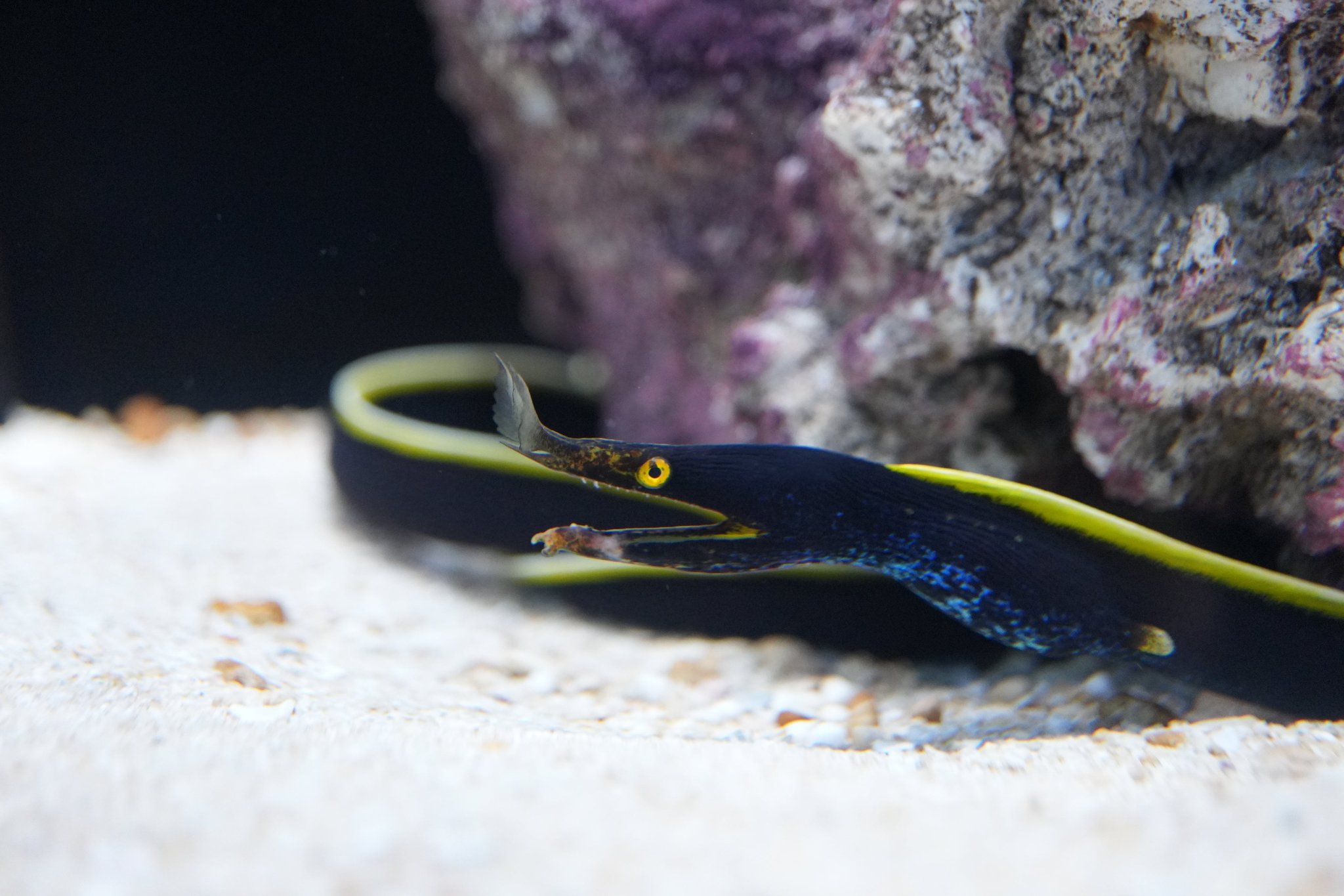 ハナヒゲウツボ