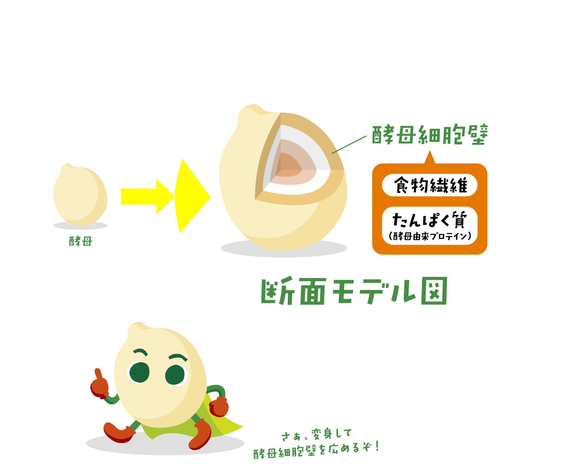 酵母細胞壁 断面モデル図