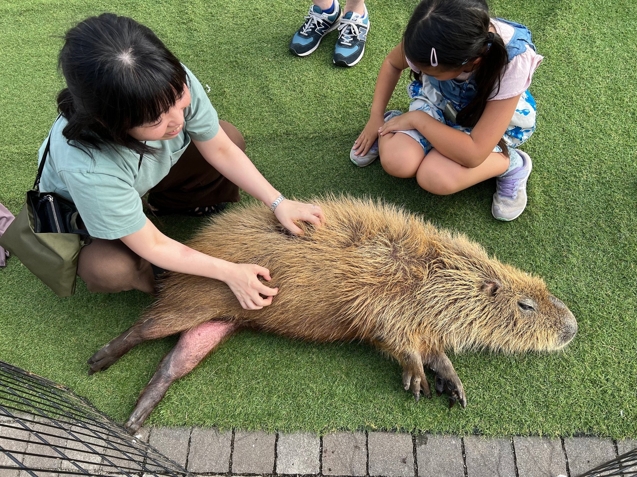 「ワクワクいきものワールド」カピバラとのふれあい(実施イメージ)