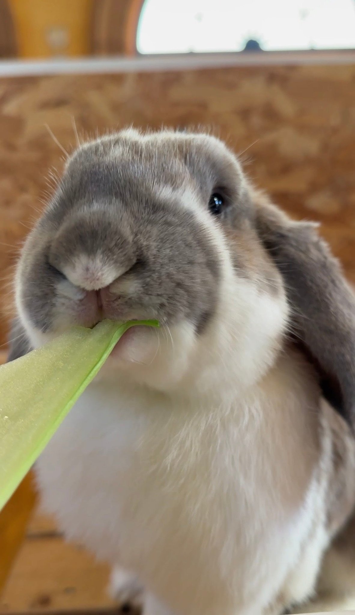 うさぎとのふれあい(開催イメージ)