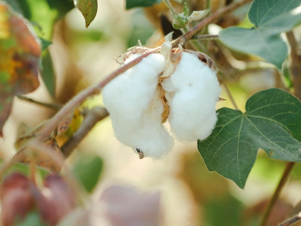 「あったか綿」シリーズに使用される綿100%素材