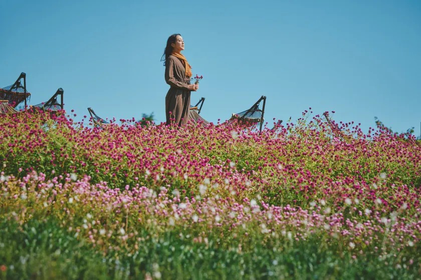 センニチコウの花畑とハンモック