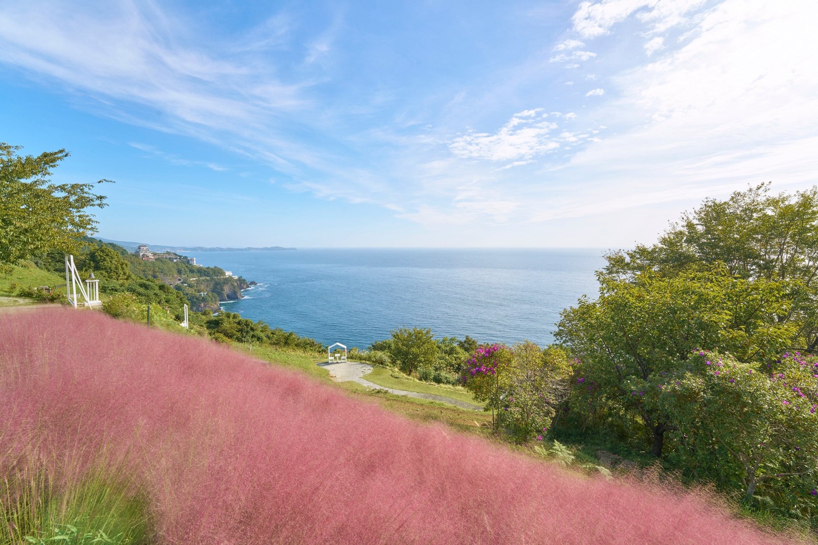 海を望むピンクミューリーの風景
