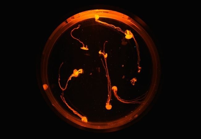 ハロウィン仕様のクラゲ水槽のイメージ