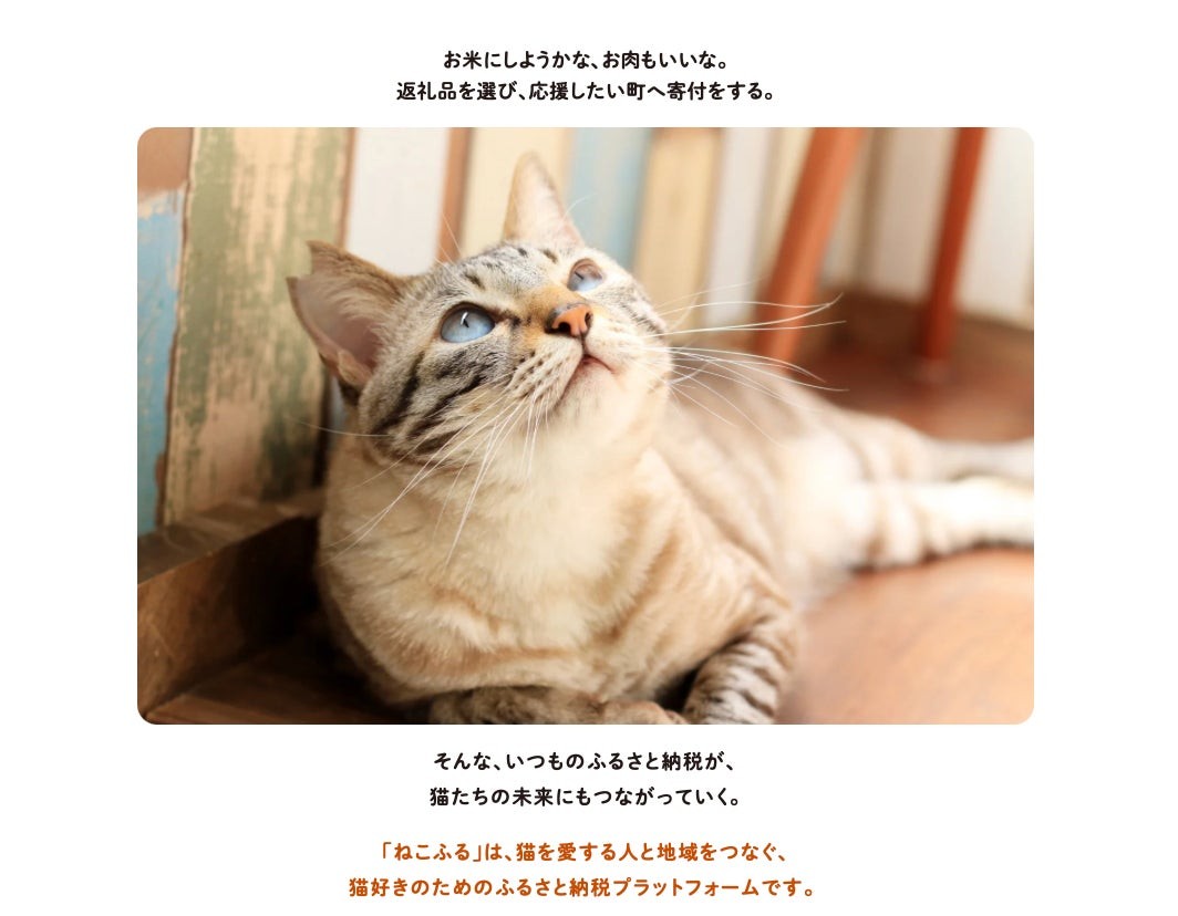 寝そべる猫の写真と、猫好きのためのふるさと納税「ねこふる」の紹介
