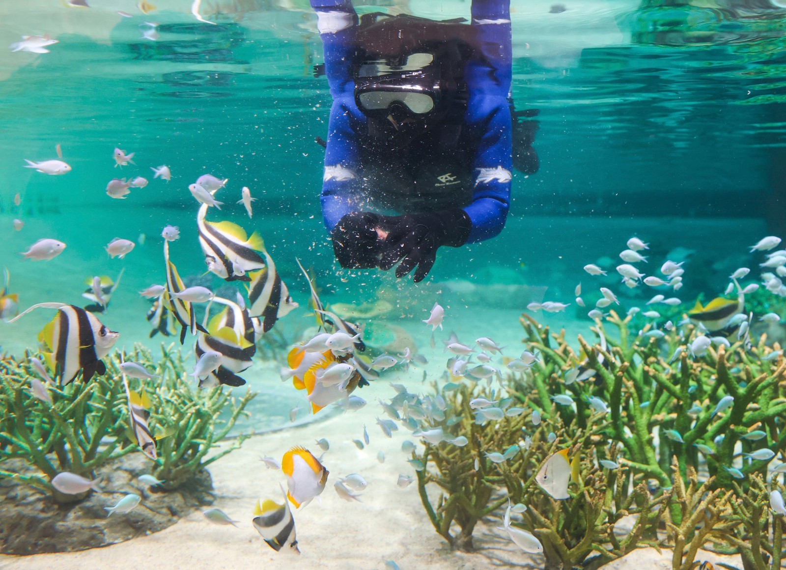 水中で魚たちに給餌するダイバーの様子