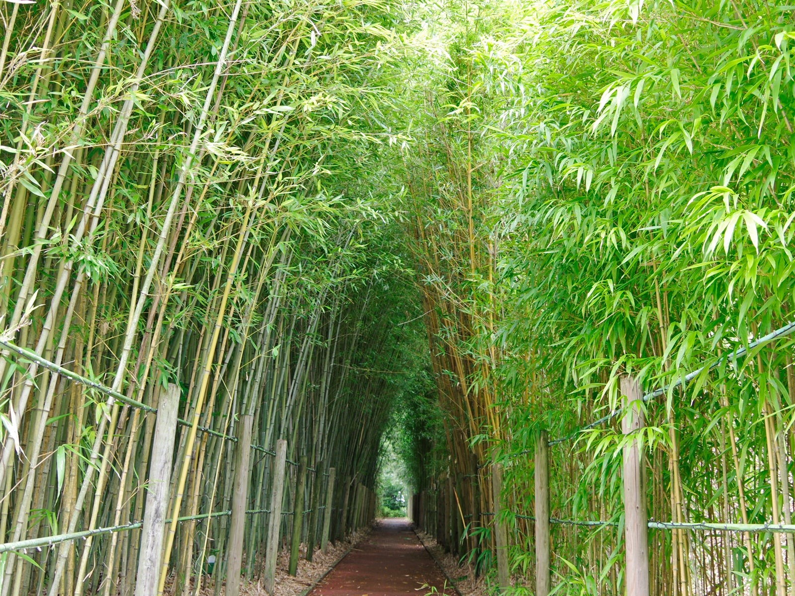 竹の道