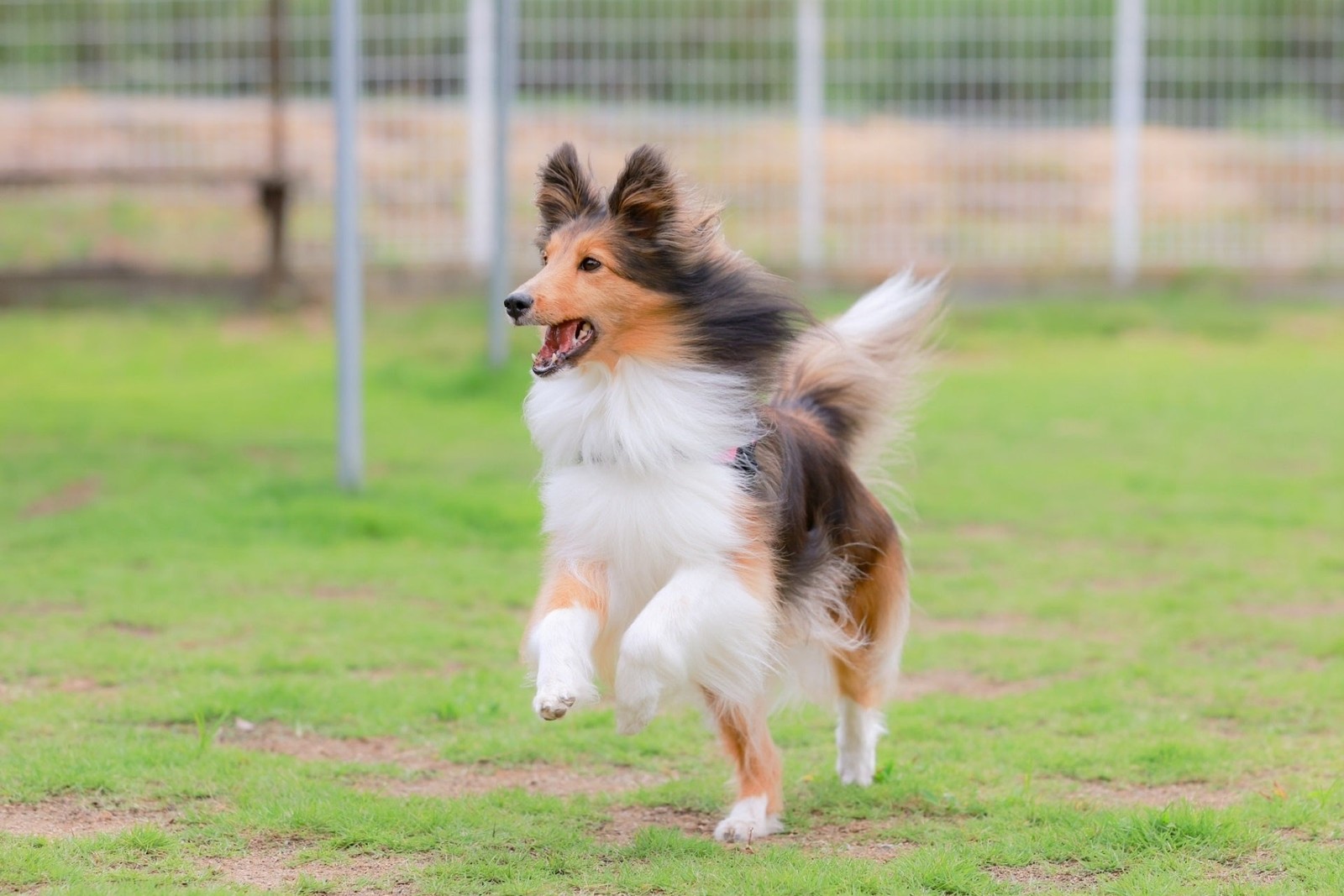 温浴利用でドッグラン無料・愛犬預かり