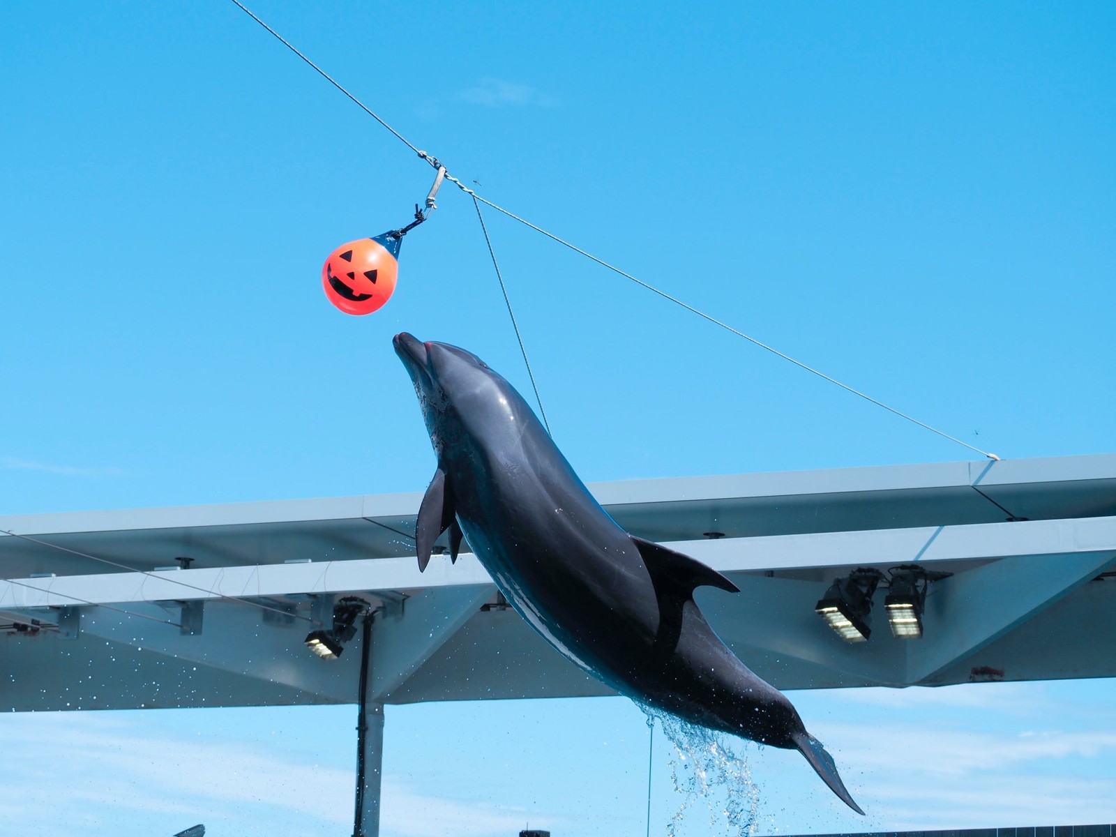 ドルフィンパフォーマンス～ハロウィンver.～