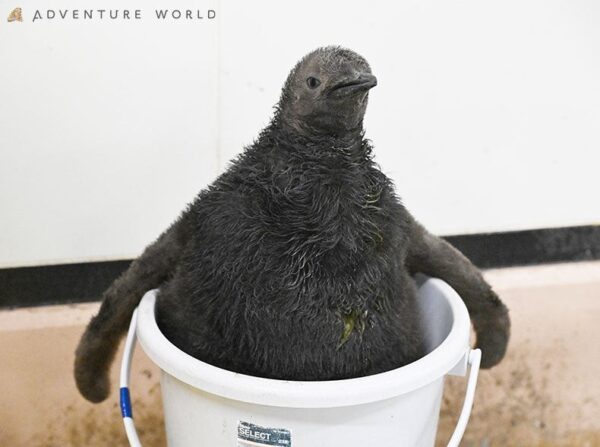 アドベンチャーワールド オウサマペンギンの赤ちゃん2羽