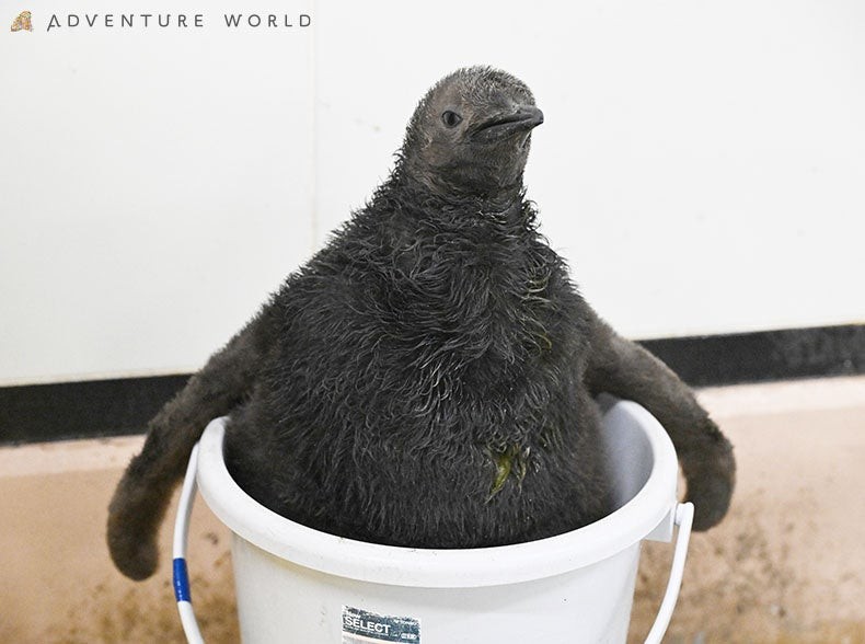 アドベンチャーワールド オウサマペンギンの赤ちゃん2羽
