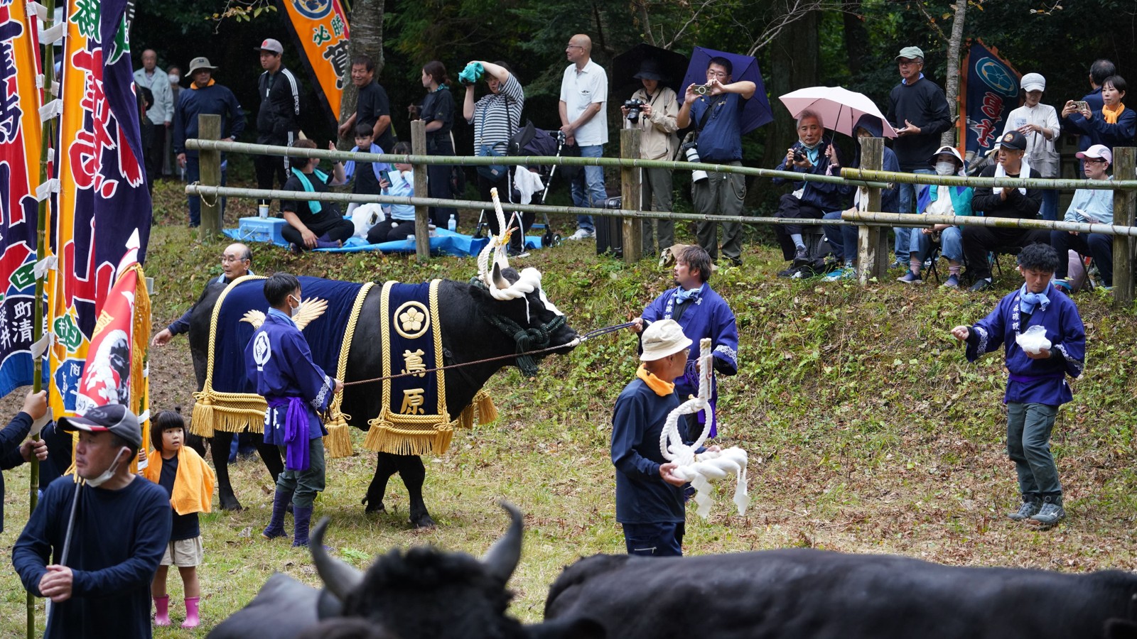 牛の土俵入り風景