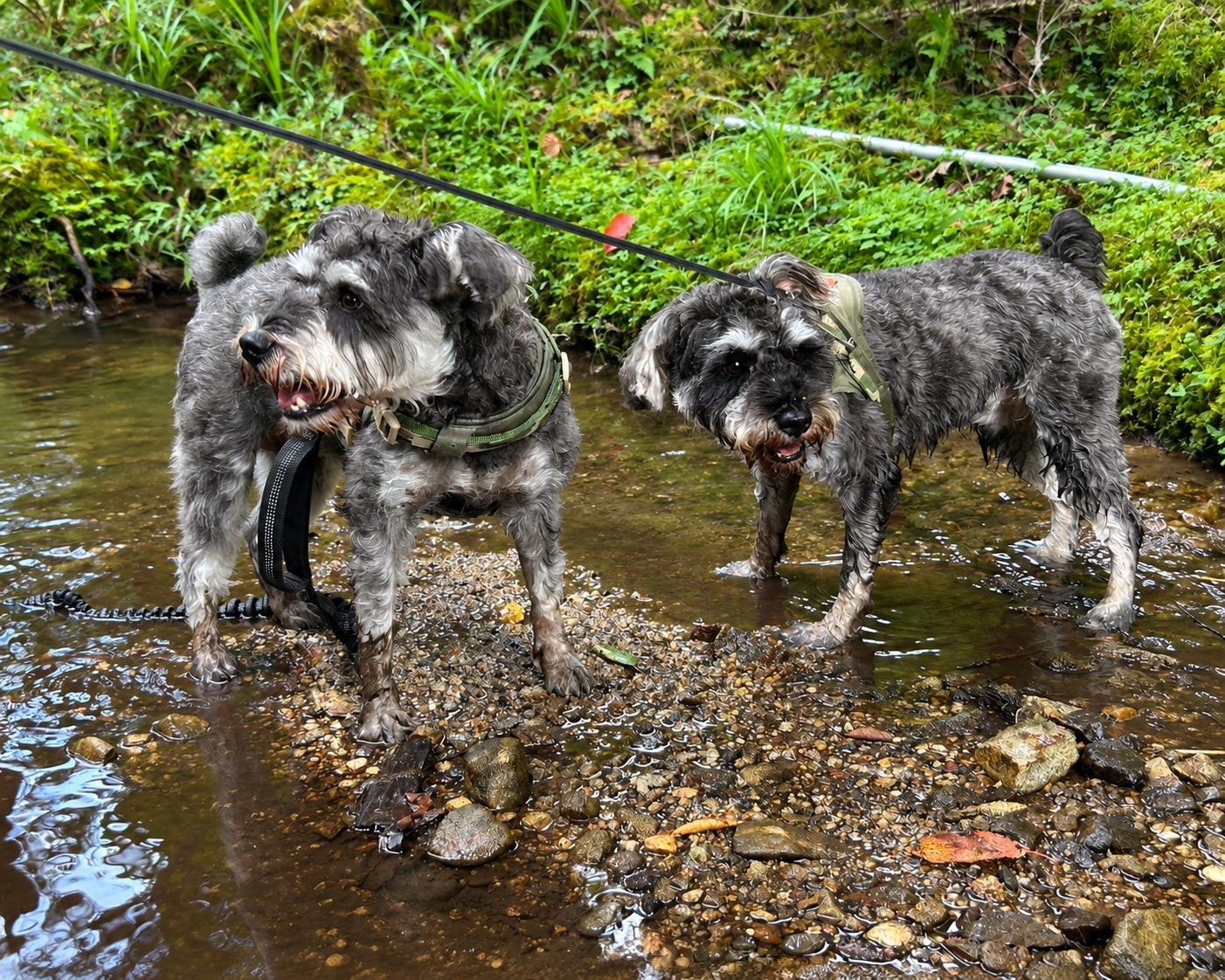 川で水遊びをする2頭のミニチュアシュナウザー