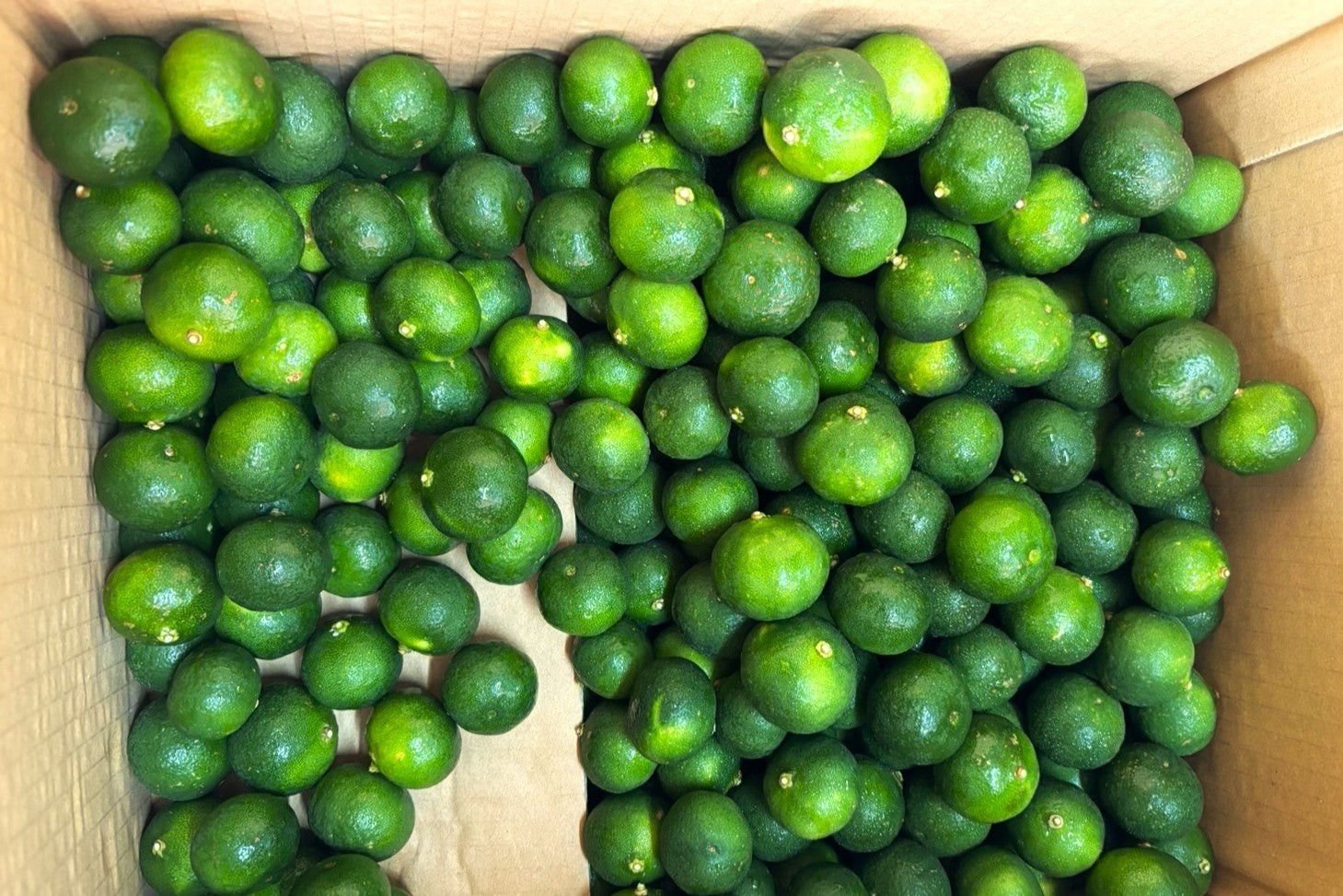 大宜味村から届いた生のシークヮーサー
