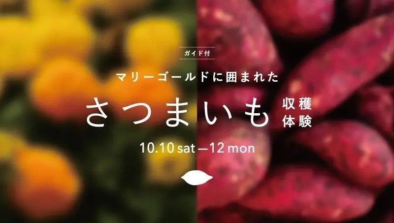 マリーゴールドに囲まれたさつまいも収穫体験の告知