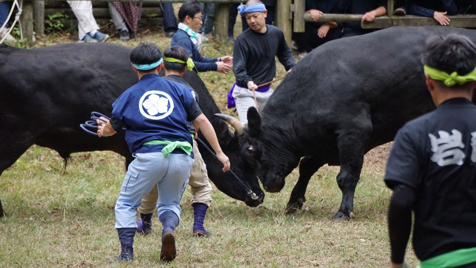 人牛一体となって戦う様子