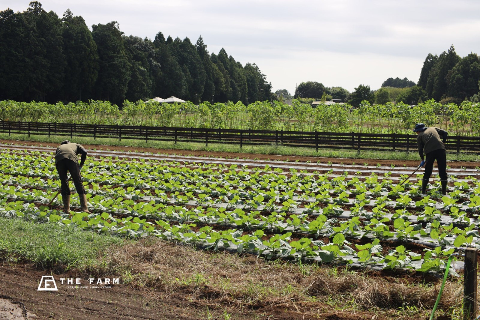 THE FARMの畑での作業風景