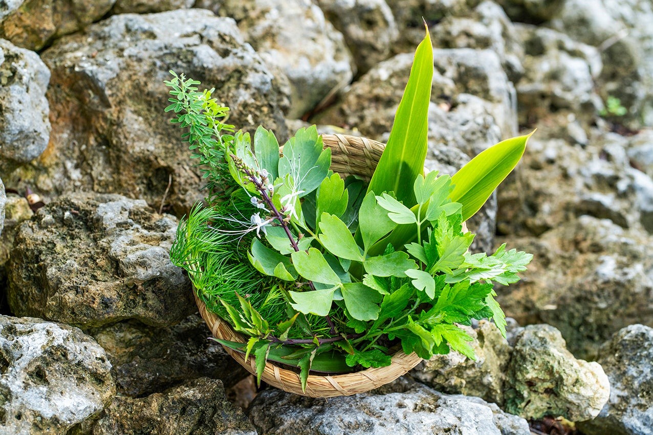 星のや竹富島の畑で採取した命草