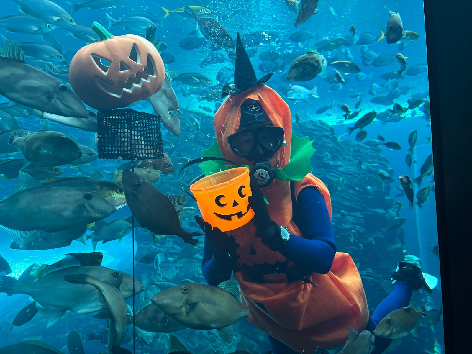 日替わりハロウィンダイバー