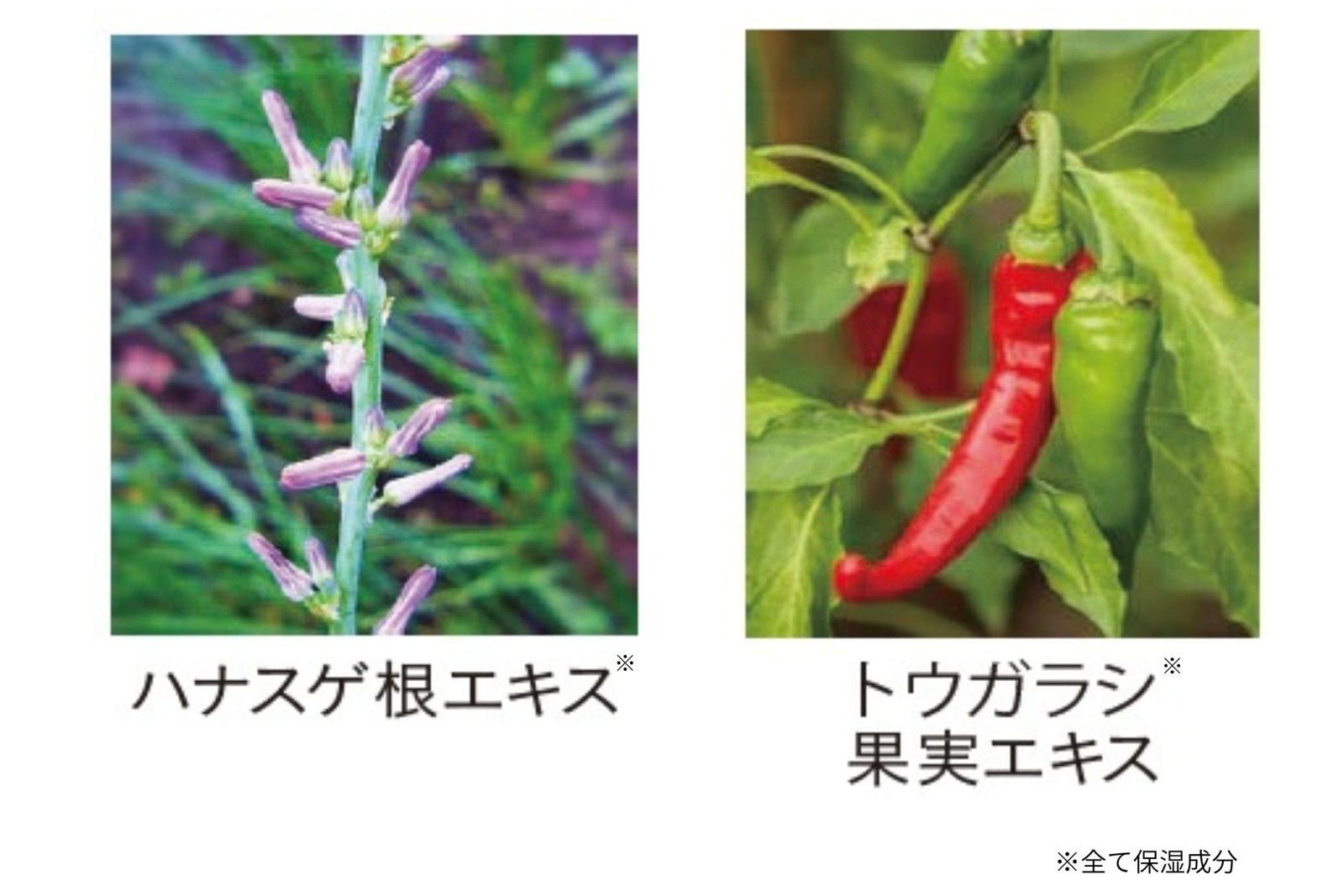CHOOSY（チューシー）デイニードルリップ クロミ 限定デザイン