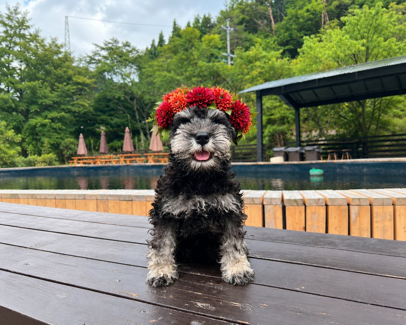 花冠をつけたミニチュアシュナウザー