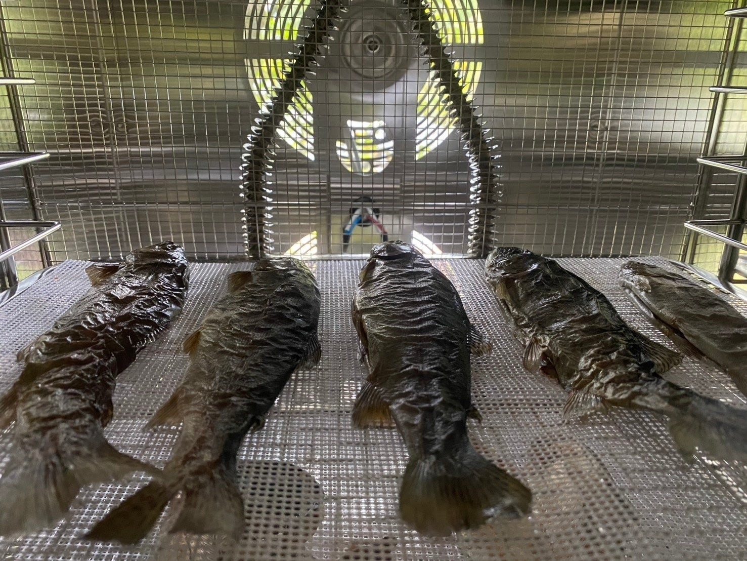 乾燥機で干されているペットフード用の魚