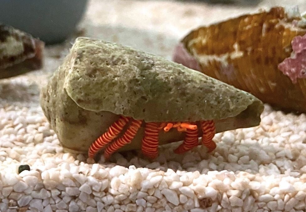 ベニワモンヤドカリ