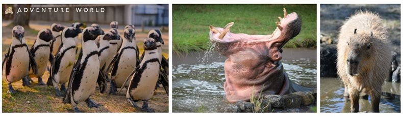 ケープペンギン・カバ・カピバラ