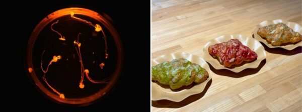 ハロウィン仕様のクラゲ水槽のイメージと規格外野菜を使用したクロワッサン