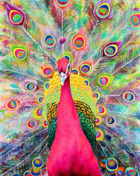「Bright Pink Peacock」