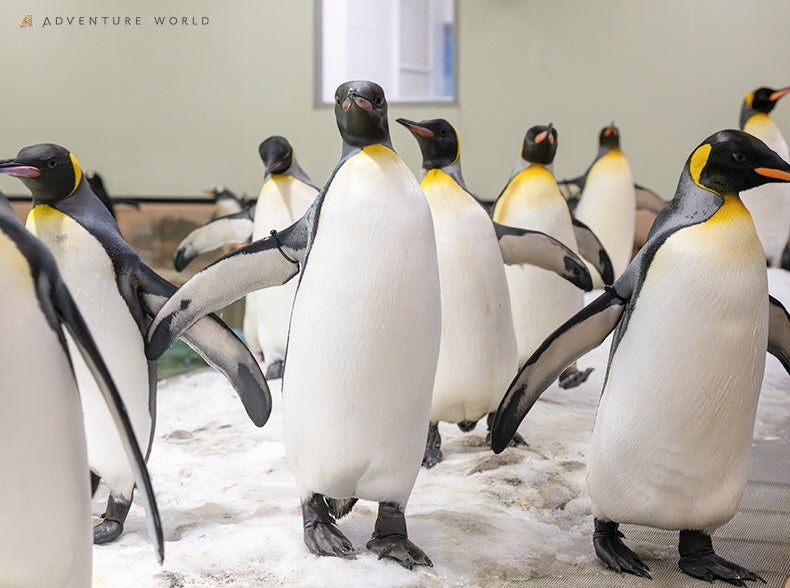 オウサマペンギンについて