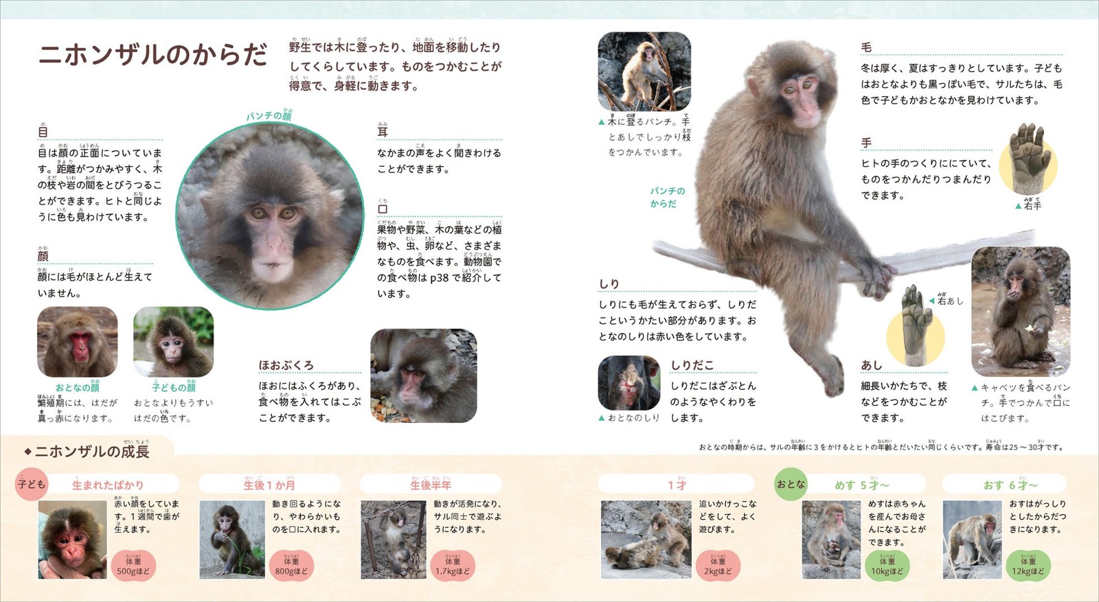 ニホンザルの図鑑ページ