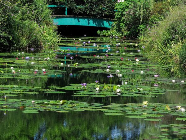 9月の水の庭(1)