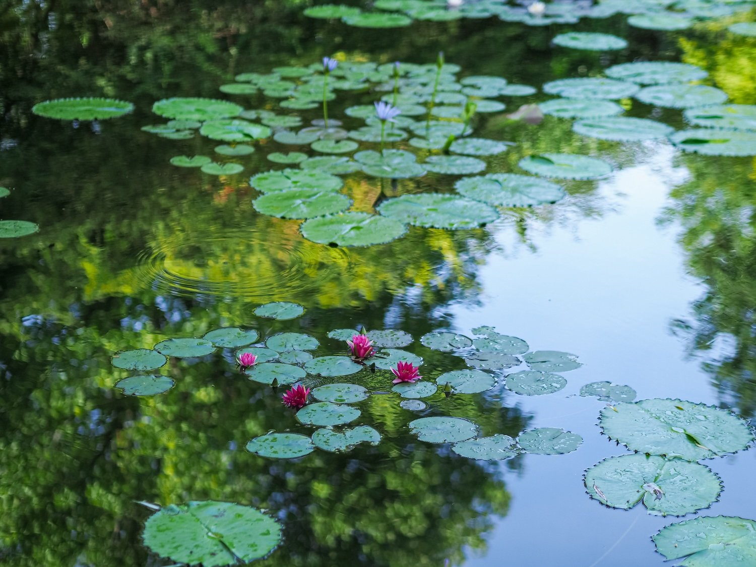 水面に浮かぶ睡蓮の葉と紫の花のクローズアップ